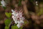 Parsley hawthorn